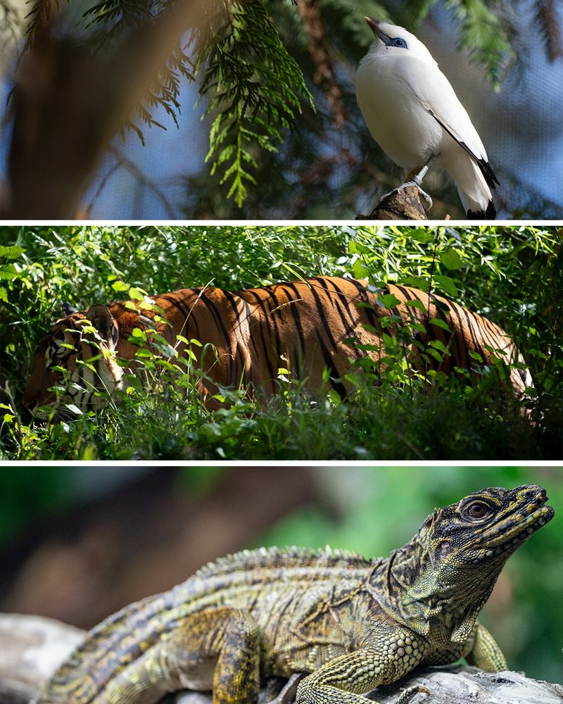 Top to bottom: A bali myna perched on a branch, partially obscured by foliage. A Malayan tiger concealed in dense greenery, stripes visible. A detailed view of a sailfin lizard resting on a rock.