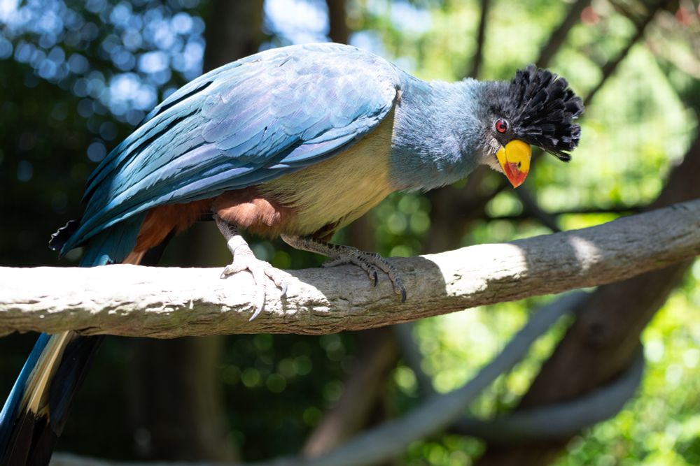 Great blue turaco