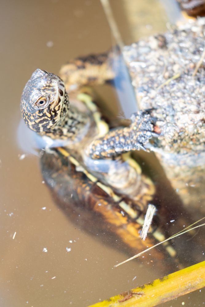 WESTERN POND TURTLE SUBMERGED IN WATER WITH FRONT LEGS AND HEAD STICKING OUT