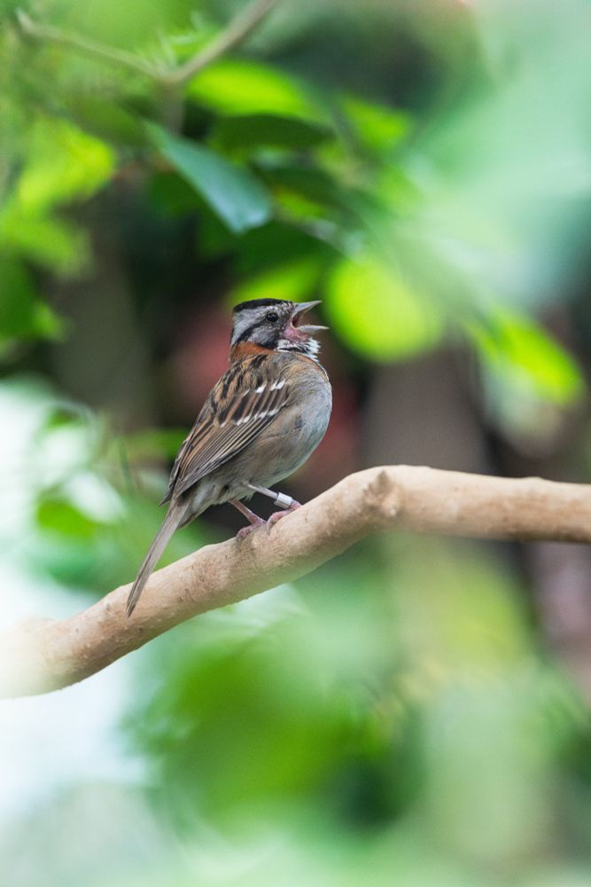 Rufous-collared sparrow