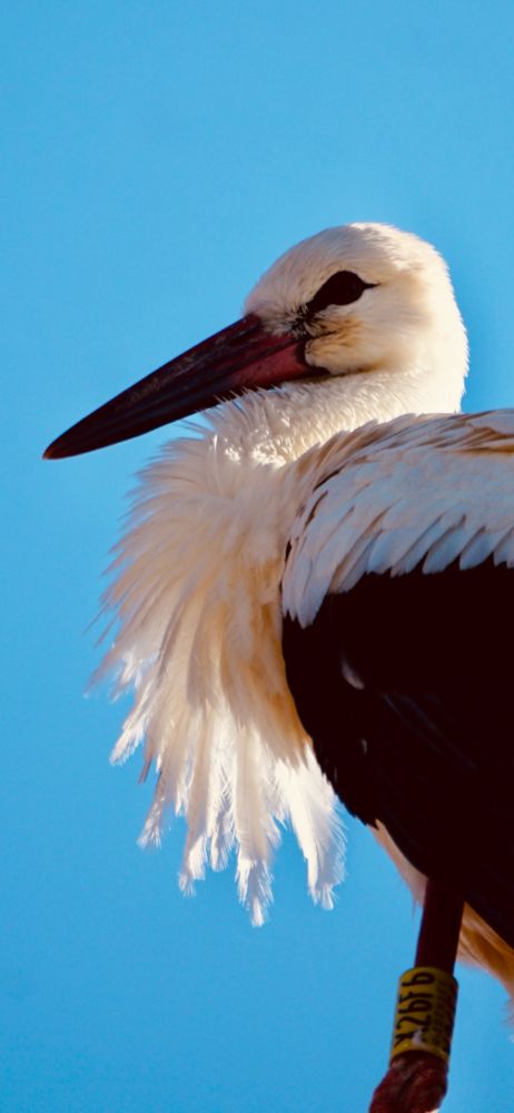 Portrait eines Storches von der Seite und von unten.  Die Brustfedern werden von der Sonne angeschienen. Im Hintergrund blauer, wolkenloser Himmel.