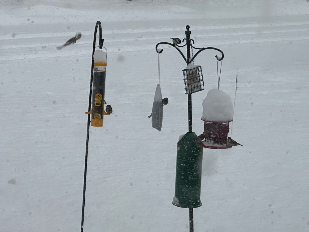 Birds are on every perch, a yellow finch feeder, a red, sunflower seed birdfeeder, and a nylon bag of finch seed, hanging from Shepherd’s crooks. Snow is piled 5 inches deep on top of the birdfeeders.