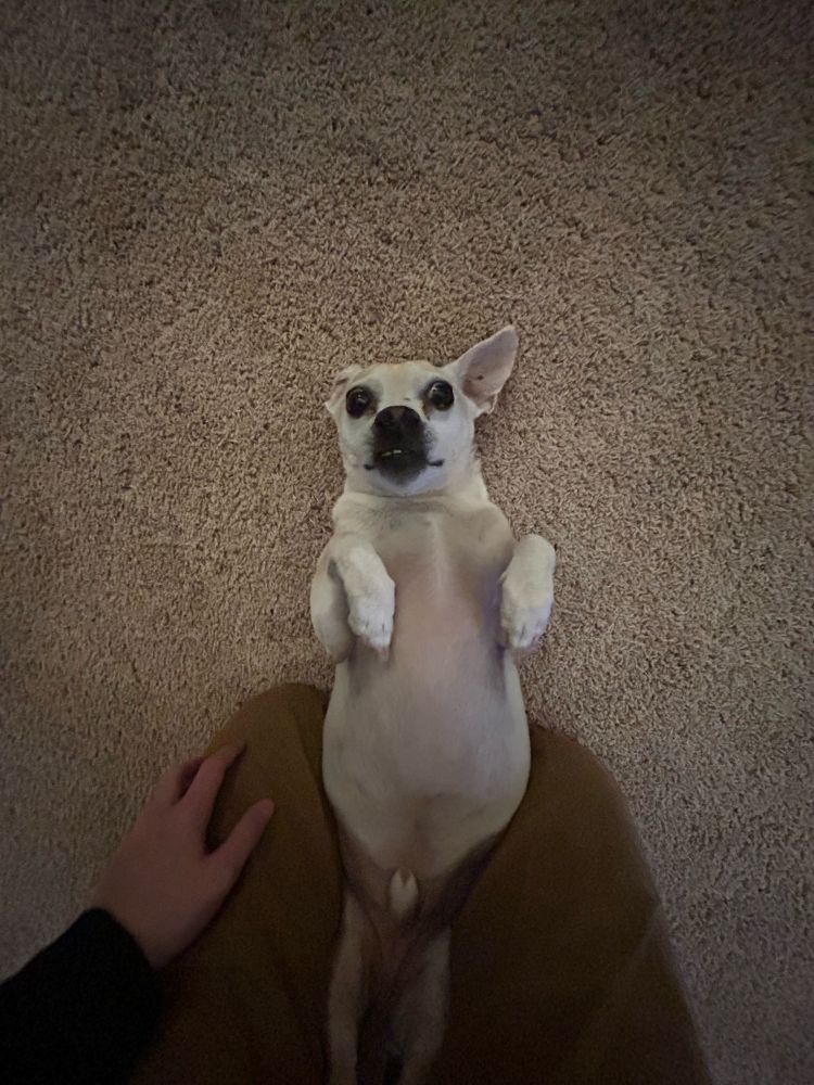 The OP’s dog, Meek, laying on his back with his owners knee on either side of his stomach to “hold” him in. He can easily escape this “hold” but the Dog, Meek, enjoys his playtime 