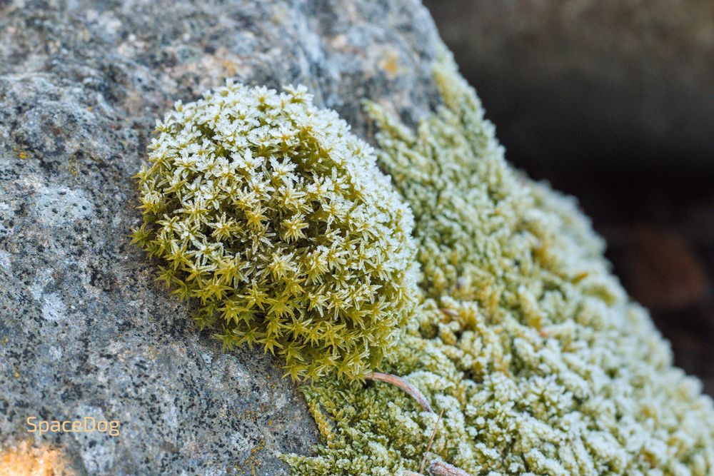 Patches of moss with some frost on it on the surface of a big rock.