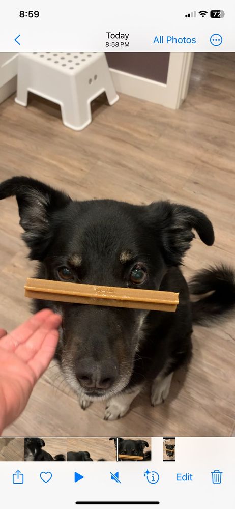 The same dog with the owners hand just under the dentastick about to flip it.