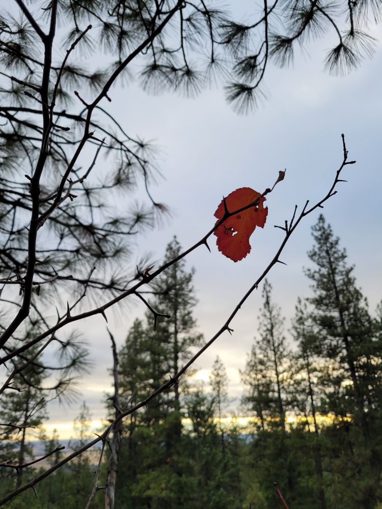 a single leaf, bug bitten and ragged, still hanging on a thorny branch as the sun sets in the background. the negative space is vaguely shaped like a heart.