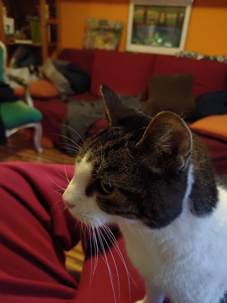 Meine liebe alte Katze Marie sagt kurz auf meinem Schoß guten Tag, bevor Sie sich einen ruhigeren Platz sucht. 