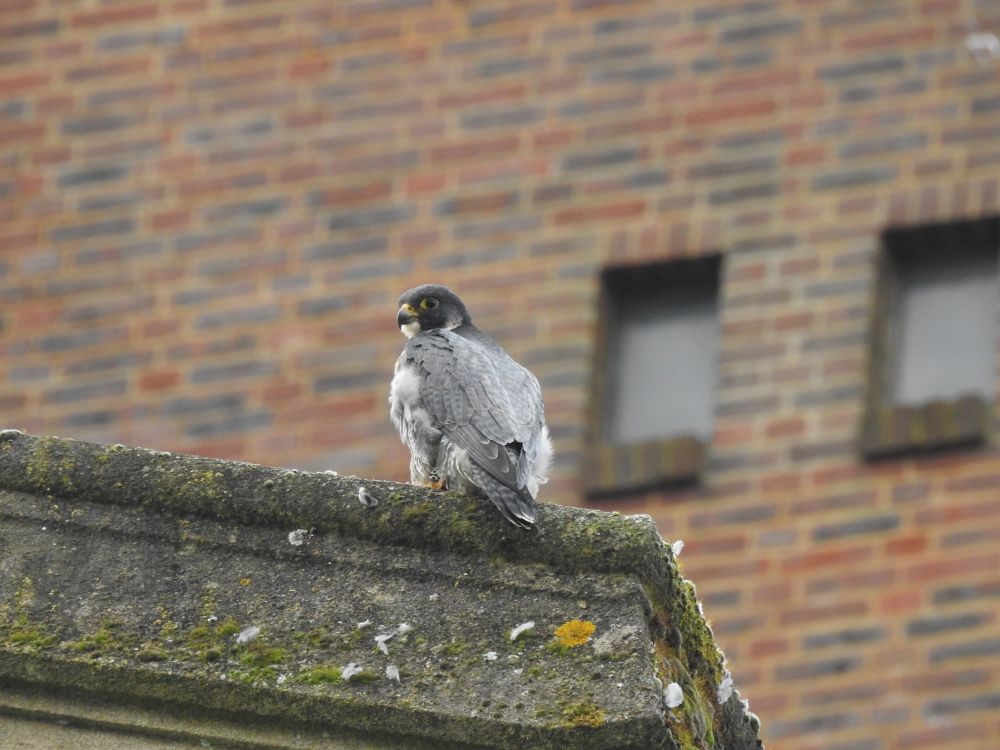 Peregrine on cathedral roof.