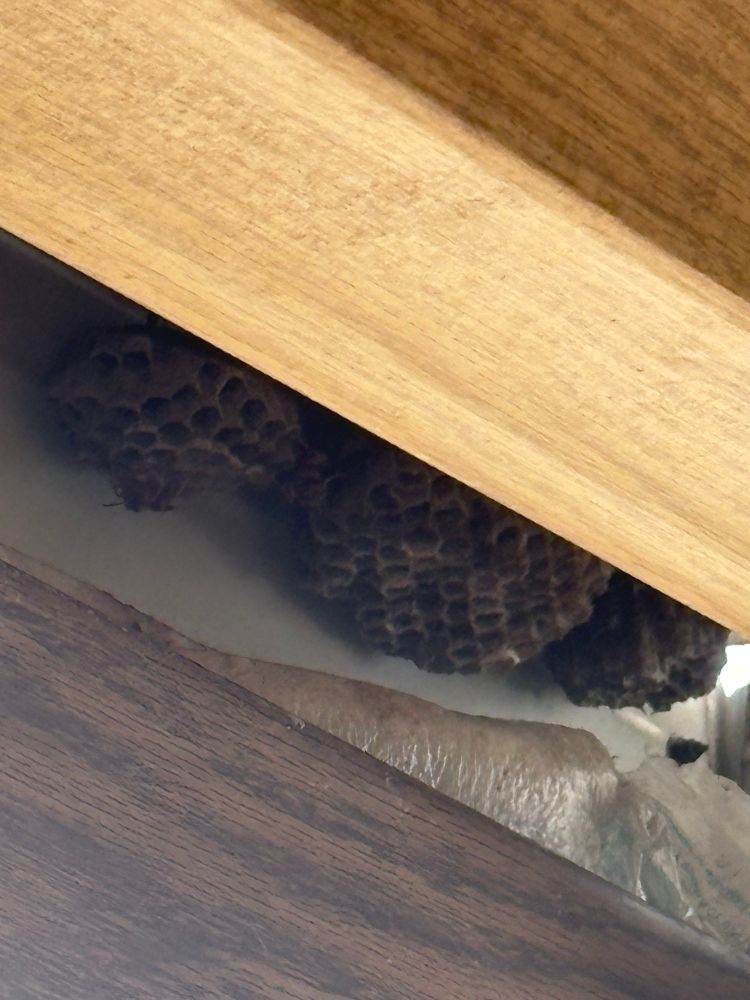 A wasp nest that consists of 3 mini-hives.