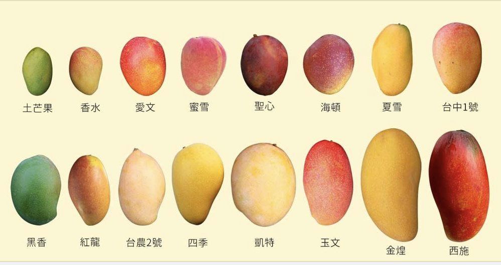 A photo catalogue of Taiwan mangoes - two rows 
