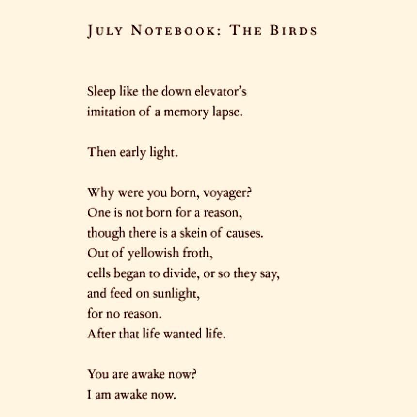 JULY NOTEBOOK: THE BIRDS
Sleep like the down elevator's imitation of a memory lapse.
Then early light.
Why were you born, voyager?
One is not born for a reason, though there is a skein of causes.
Out of yellowish froth,
cells began to divide, or so they say, and feed on sunlight, for no reason.
After that life wanted life.
You are awake now?
I am awake now.