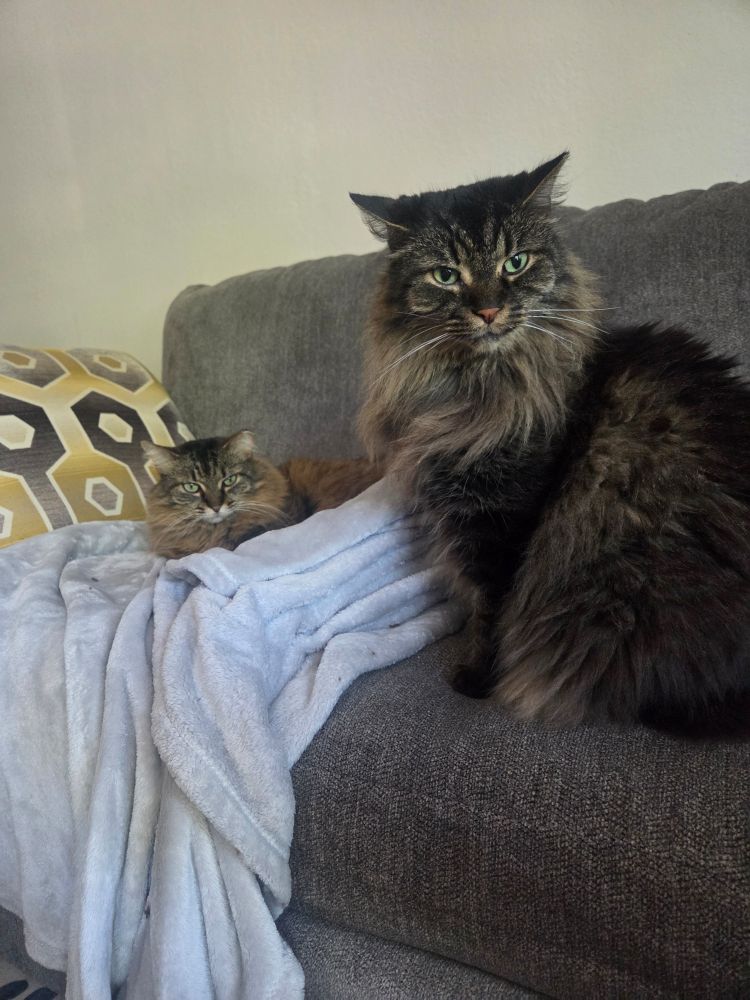 A brown tabby cat (left) lays on a grey blanket on a couch. A black tabby cat (right) sits on the same couch, near the first cat. Both are looking toward the camera with very judgemental looks.