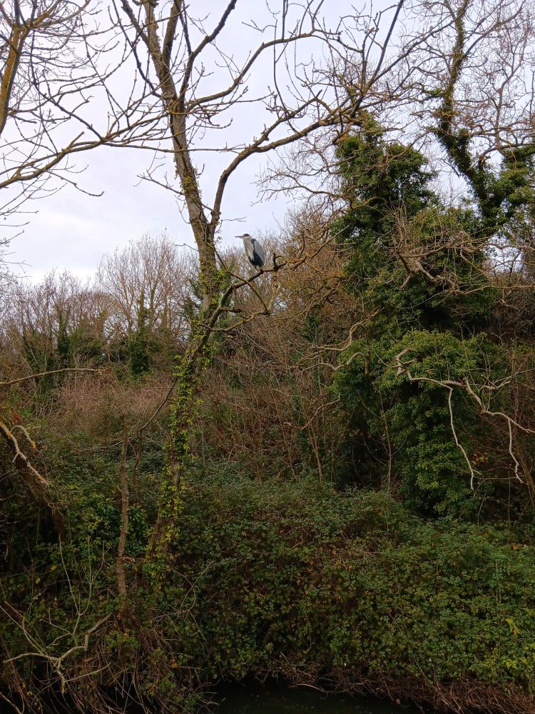 Corr mhónadh ina suí ar chraobh