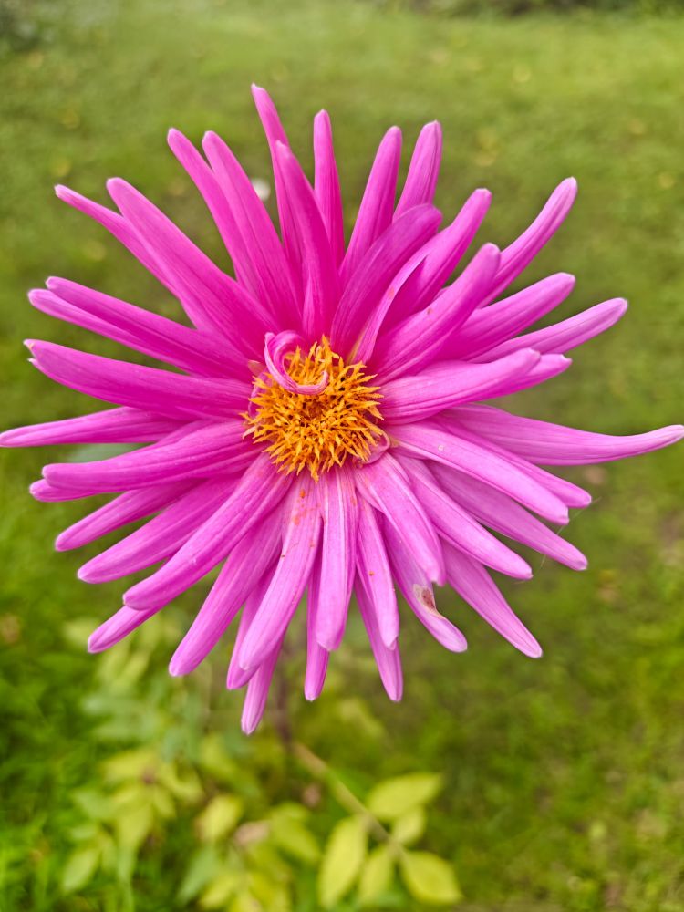 Bright pink flower