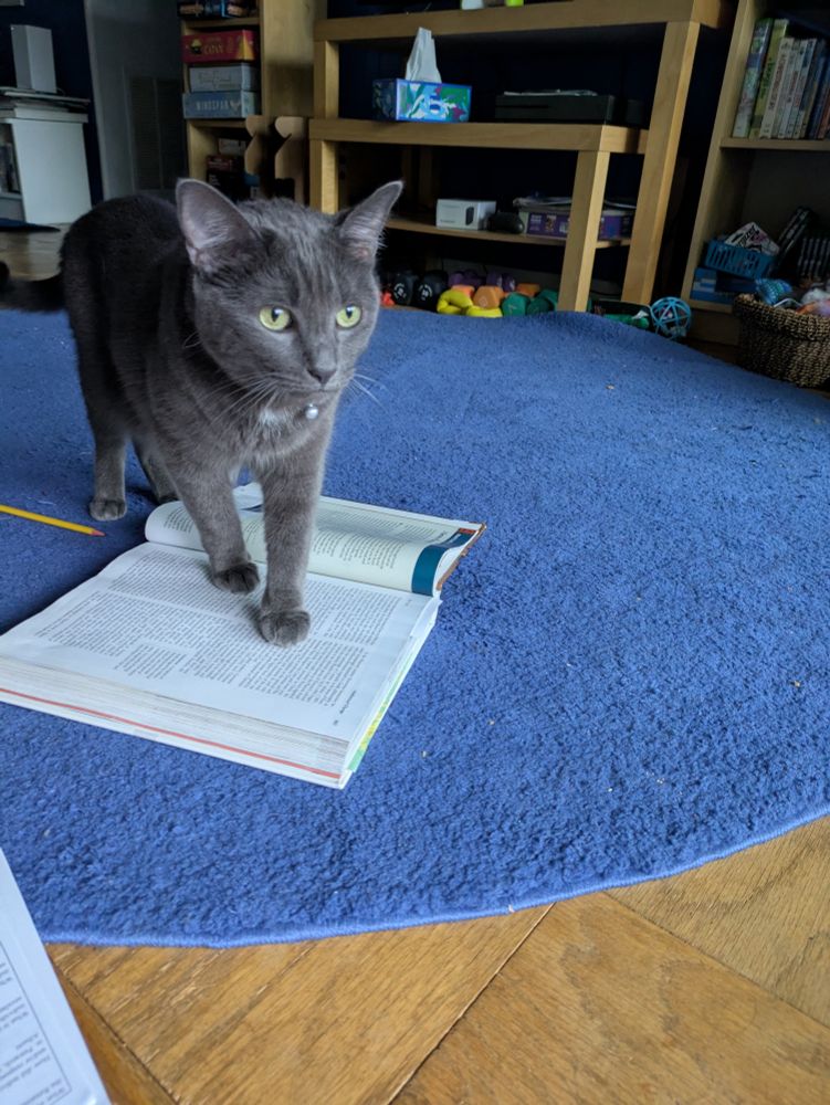 Gray cat standing on a textbook on a blue rug