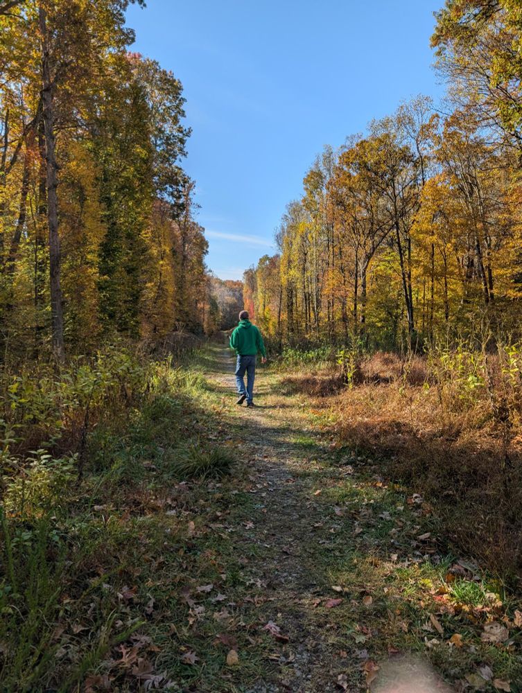 Grassy trail lined with trees