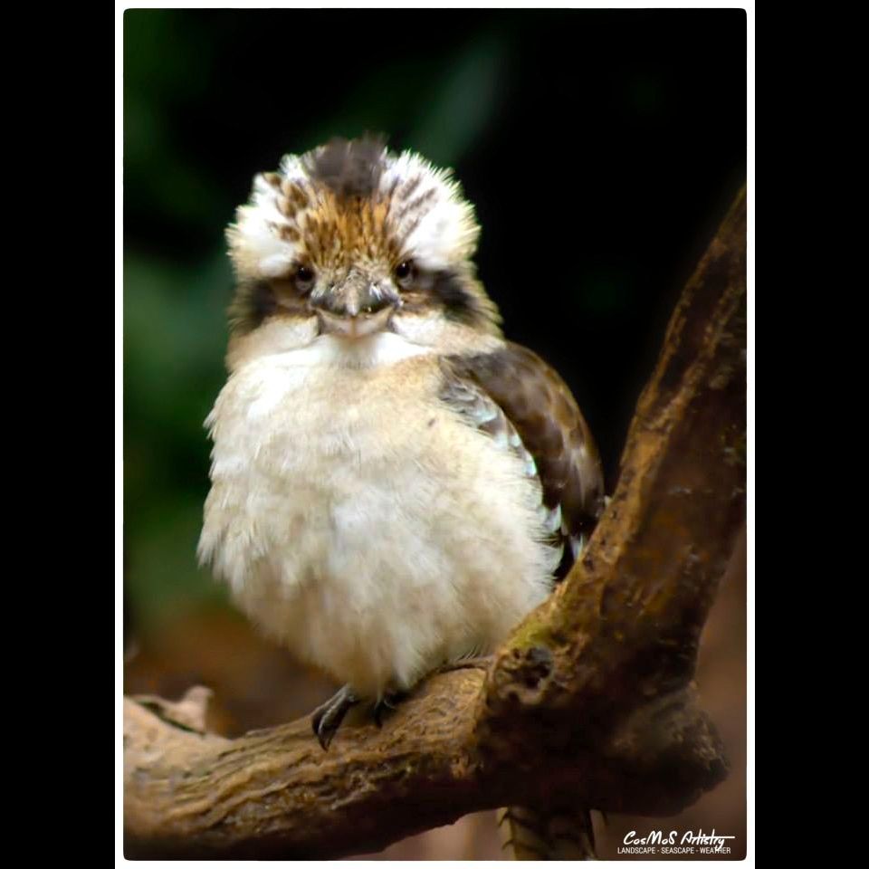 Kookaburra facing the camera, Queensland, Australia. 