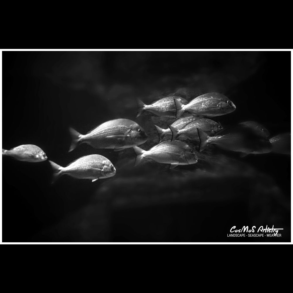 Black & white image of a school of silver fish