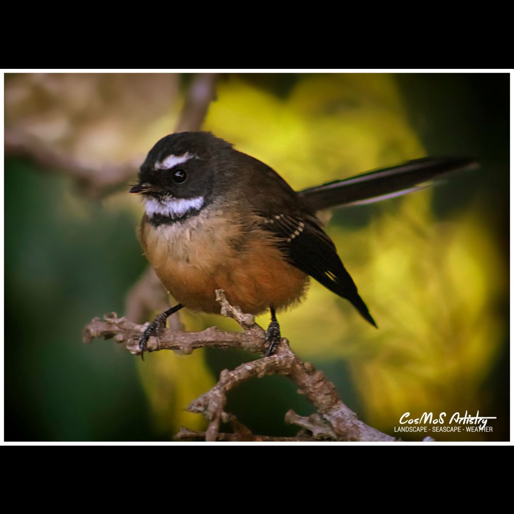 The New Zealand Fantail/pīwakawaka, a delight around suburban gardens as it dashes about catching insects.