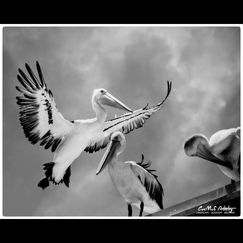 Three Pelicans, two perched on a roof and the third coming in for a landing.