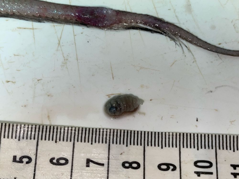 A closeup of the parasite next to a ruler. It has an almost olive green hue. Tasty? 😅