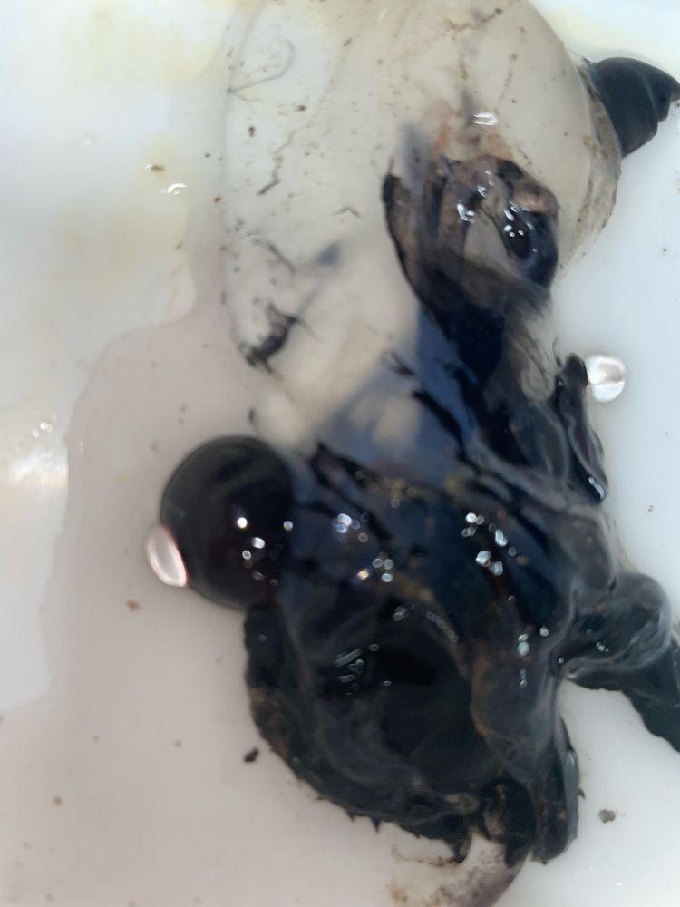 A vampire squid lays on a flat surface. It’s mostly black and gelatinous, but some of its skin is damaged, revealing a clear body. 