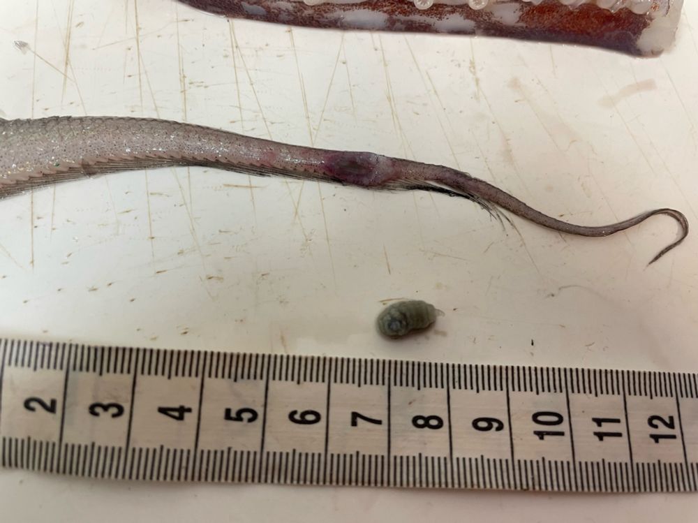 The cyst on the tail of the Grenadier has been cut open to reveal a parasite living within. It looks like a small grub, about 1cm in size. 