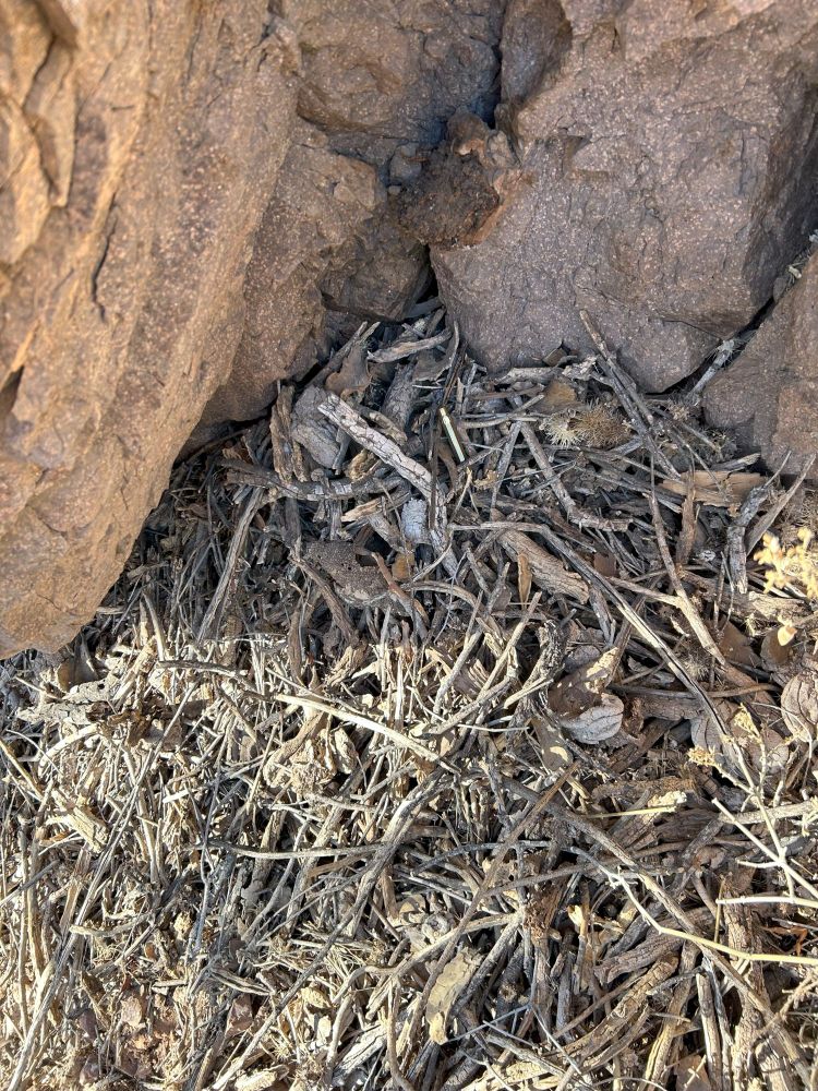 Photo of a packrat midden, a collection of sticks, cactus pads and spines, and other plant debris. The midden is stuated in the crevice and overhang of agray to light red rock outcrop. There is a clump of dark amberat (solidified packrat urine and feces) in the upper center of the midden, adhered to the rock.