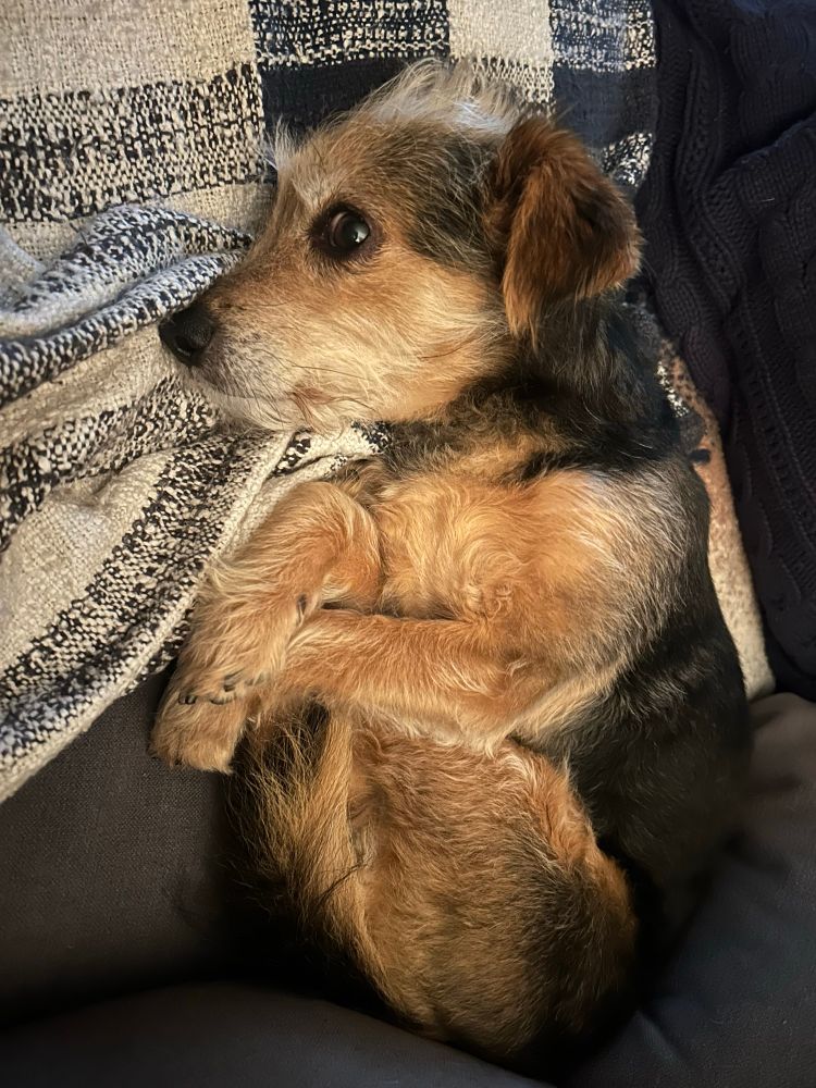 small black and tan terrier mix lying on blankets 