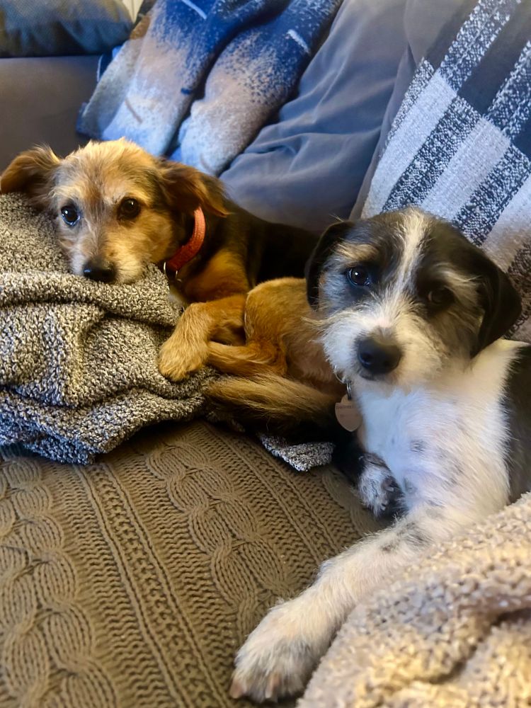 Two small fuzzy terrier mixes on blankets.
