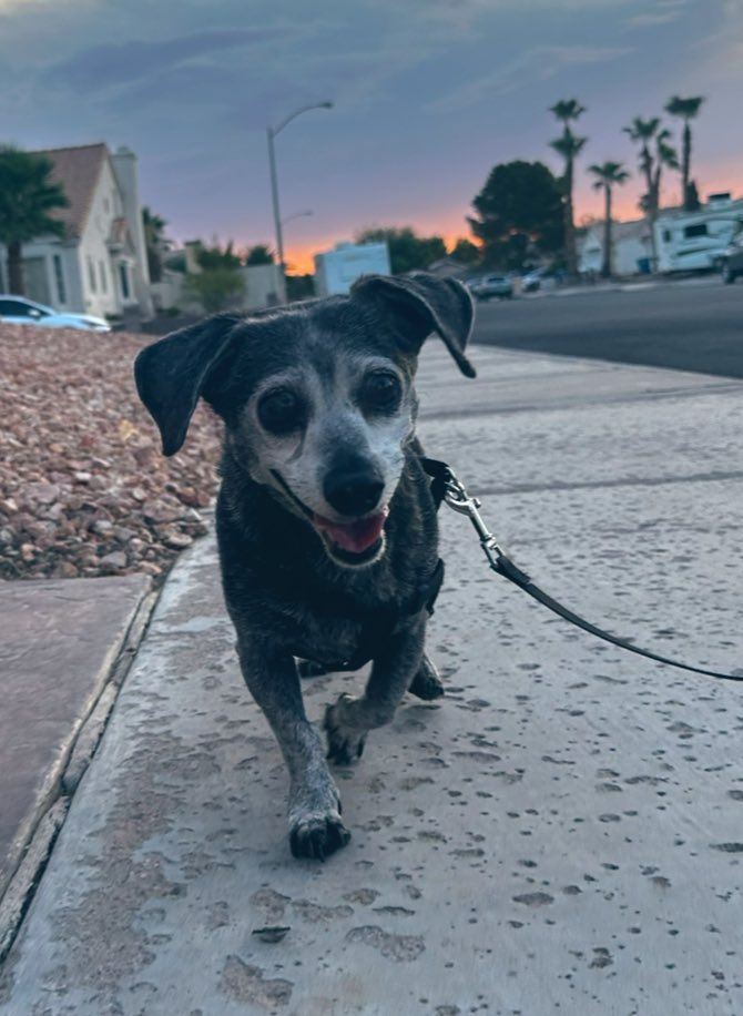 a small black dachshund with grey whiskers and a happy smile taking a walk at sunrise. 