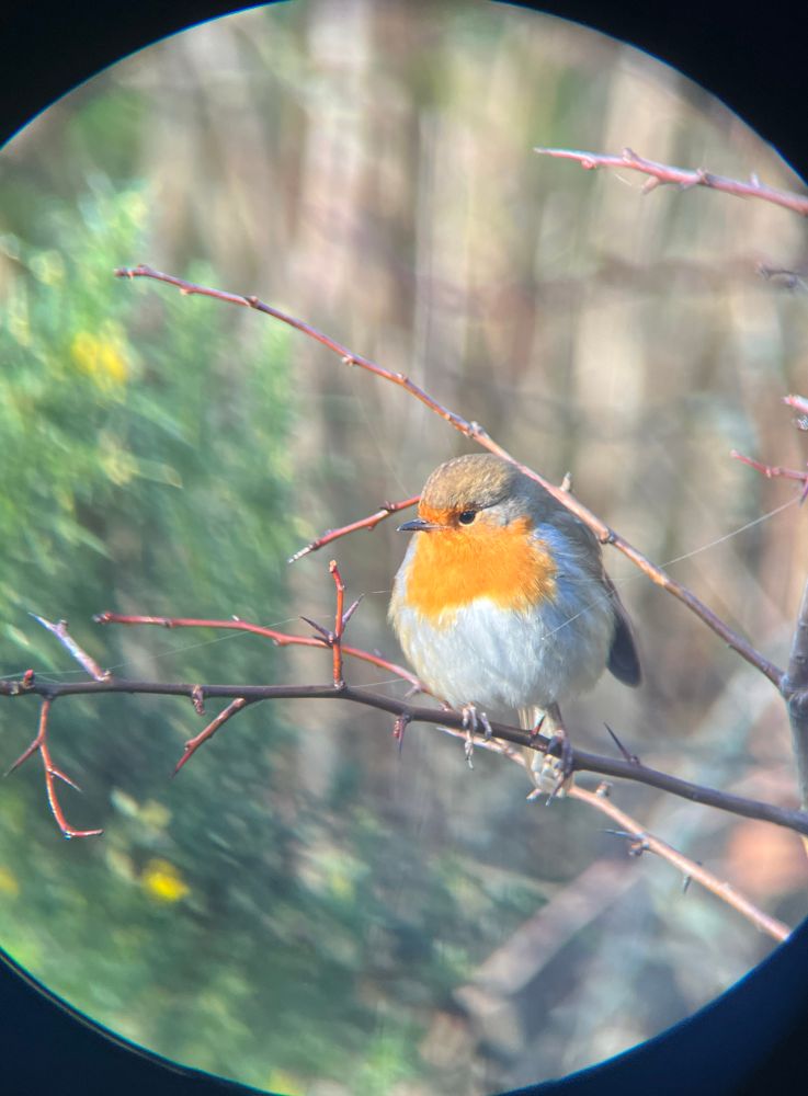 photograph of a very round robin on a branch