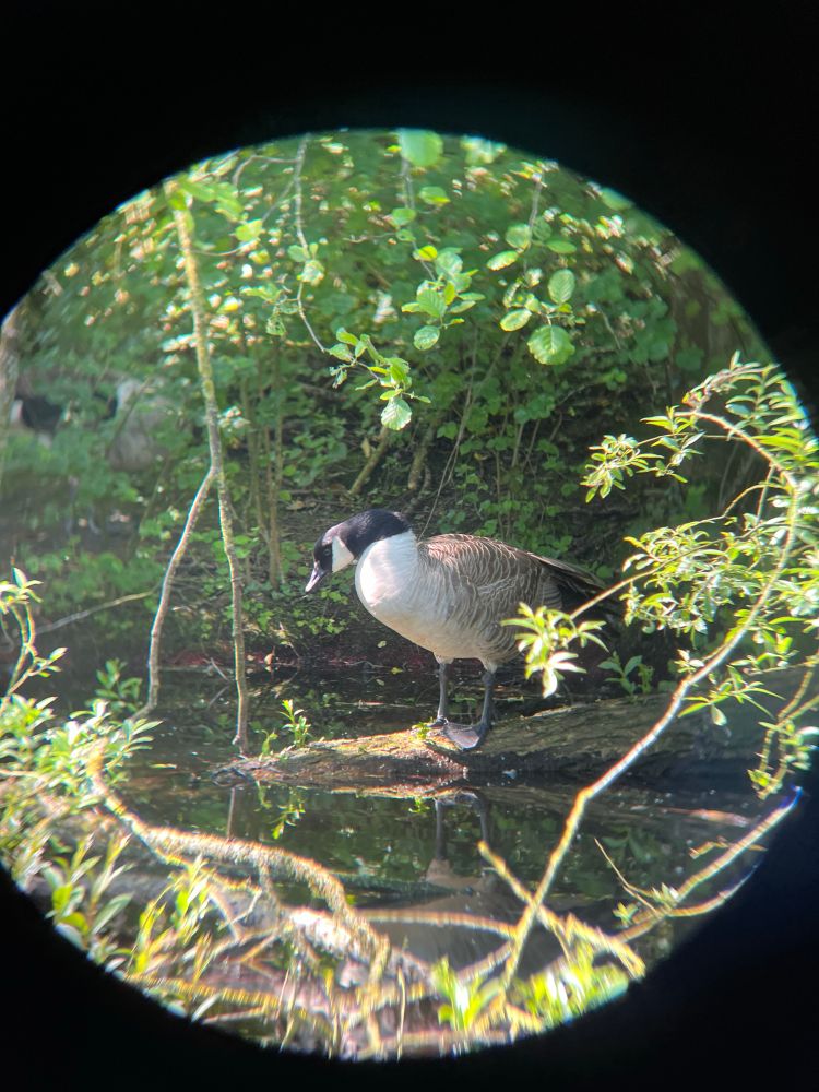 photograph of a canadian goose balancing on a log