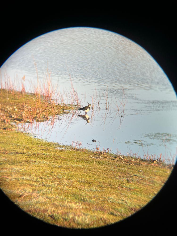 photograph of a lapwing in a marsh