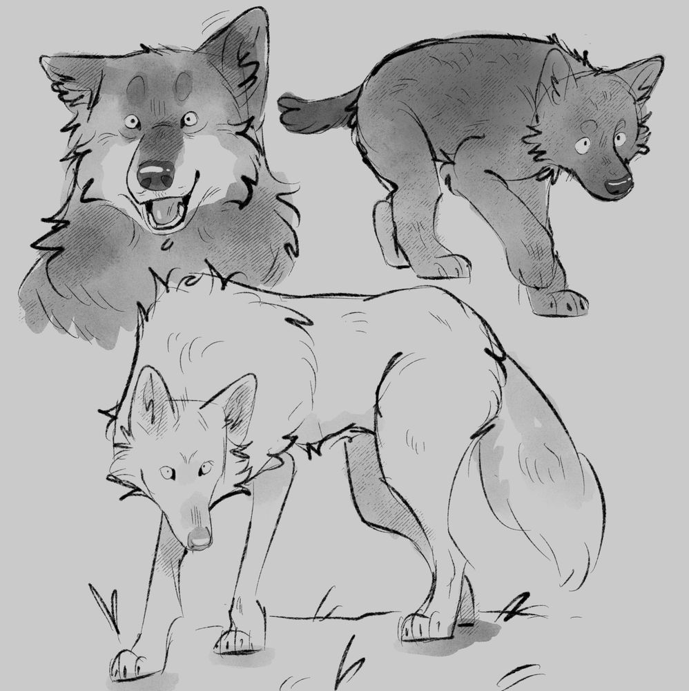digital sketches of some wolves 