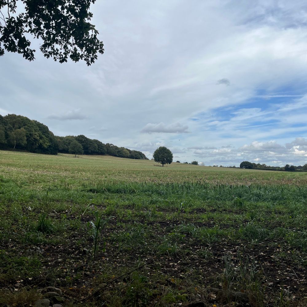 a photo of a lovely green field with a solitary tree standing guard in the middle of it