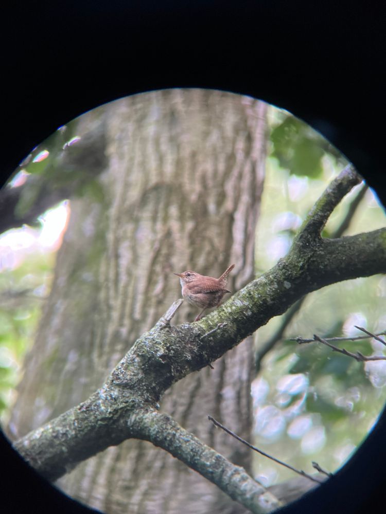 photograph of a tiny little wren on a tree branch