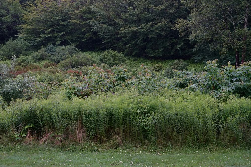 Jade's camera captures a mowed lawn that sends sharply to transform into layers of vibrant green tall grass. 