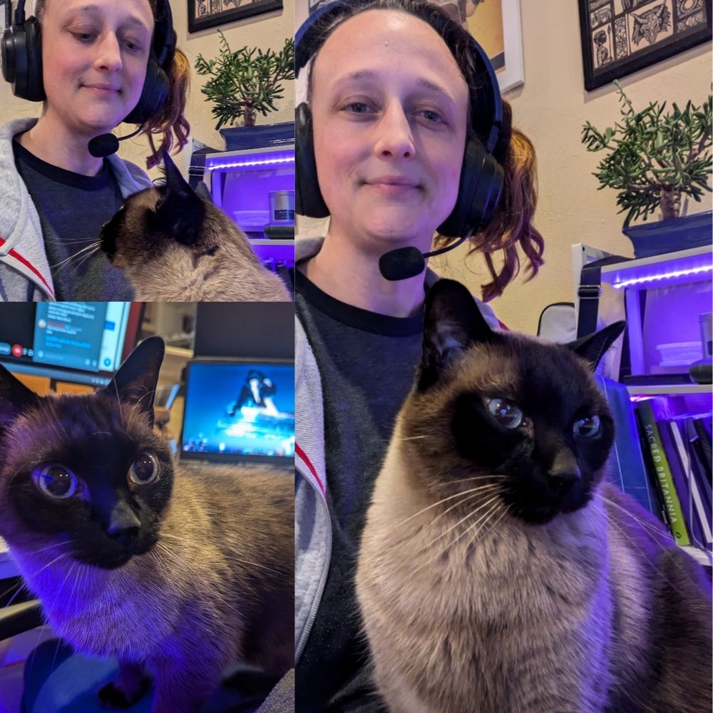3-photo collage of the Gluten Free Gamer at home, wearing a gaming headset. There is a Siamese cat named Vito in their lap. In the first photo, the cat gazes up at the Gamer. The second photo features only the beautiful cat with big round blue eyes looking slightly away from the camera. In the third photo the Gamer smiles at the camera while the cat observes something moving off-screen.
In the background of the photos there is a bookshelf and three computer monitors. There is also a succulent plant that is sadly now deceased.