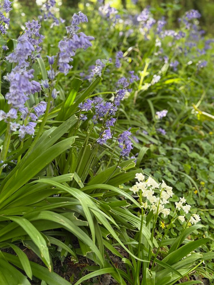 Blue and white bluebells 