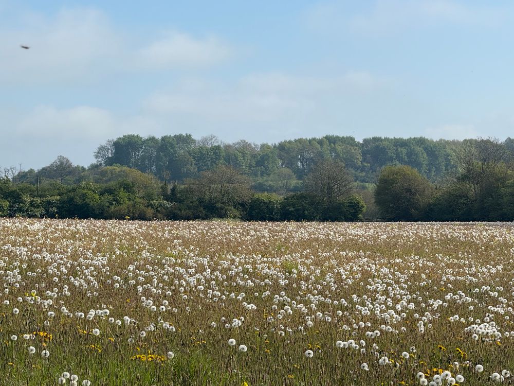 A field full of thousands of dandelion flowers in seed 