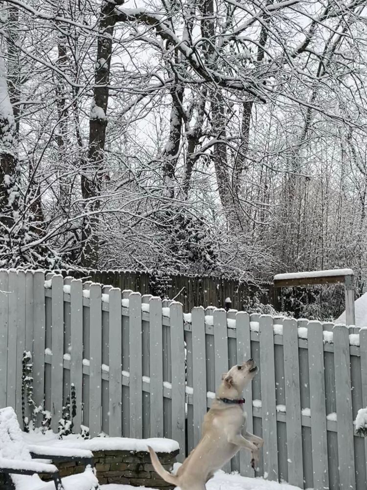 A joyful lab mix dog photo bombs a peaceful snowy tree scene by leaping up to catch snowflakes 