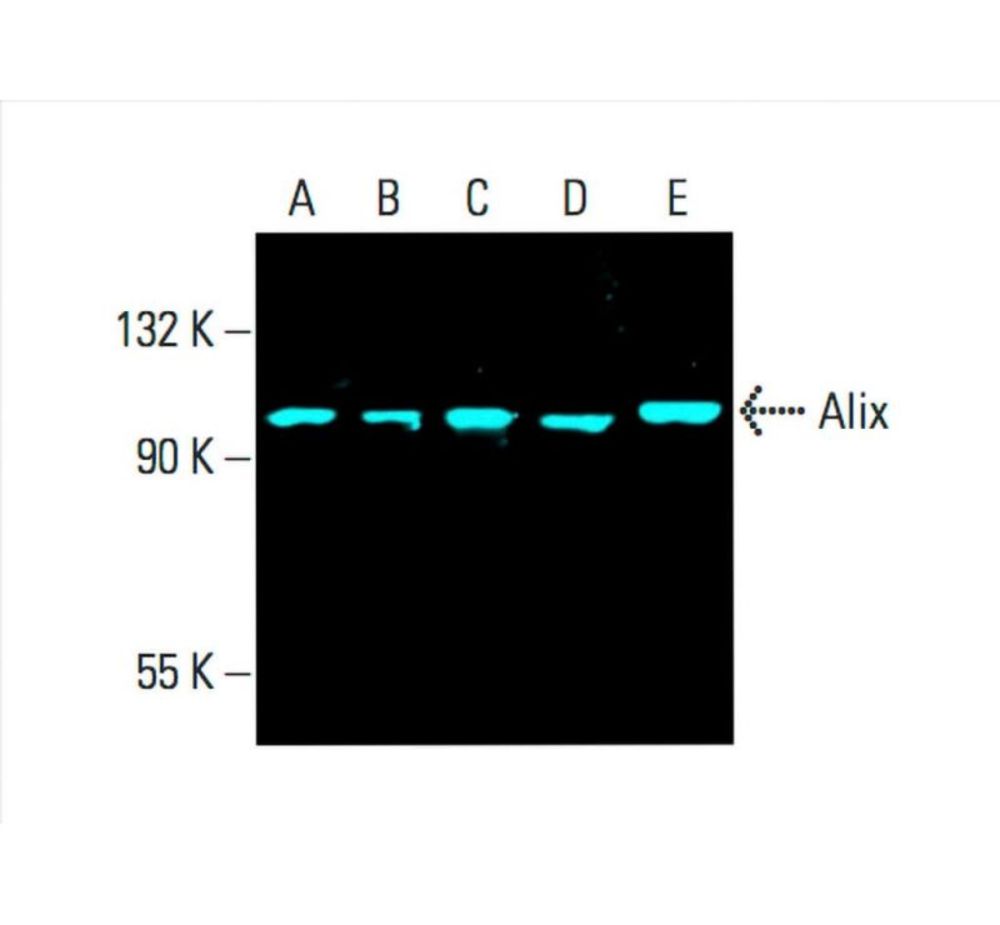 Alix Antibody (1A12) is an IgG1 κ mouse monoclonal Alix antibody that detects m, r, and h Alix by WB, IP, IF, IHC(P) and ELISA. 247 citations
