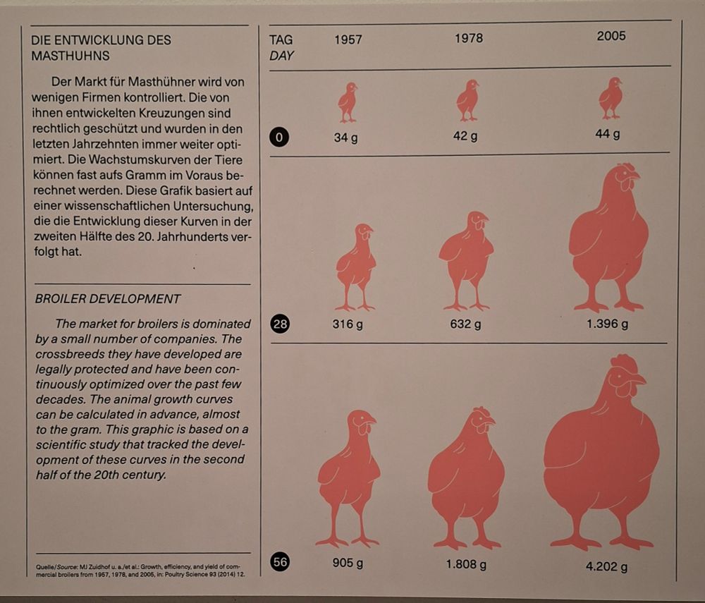 Die Entwicklung des Masthuhnes seit 1957