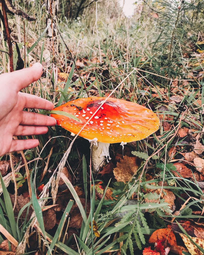 A hand extends toward a striking orange and red amanita mushroom with distinctive white spots across its cap, found growing on the forest floor among green pine needles, dried grasses, and scattered fall leaves.