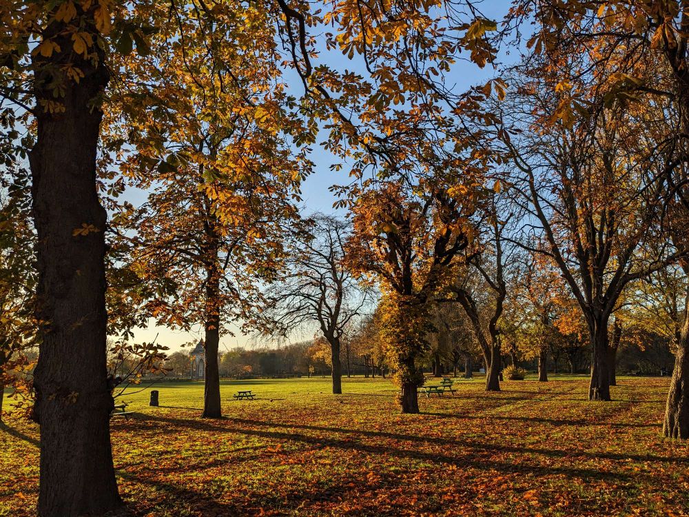 Autumnal scene in Victoria Park, London E9. Around 2pm. The sun is low on the southwest, casting long parallel shadows. The sky is blue. There are golden leaves on the trees, and many on the ground.