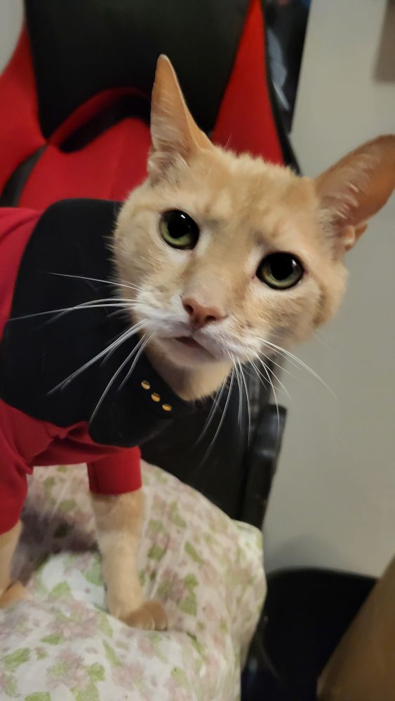 the same orange tabby in the same red tunic looking directly at the camera, showing that he has three pips just like his namesake