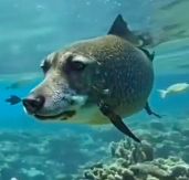 a fish with a dogs face