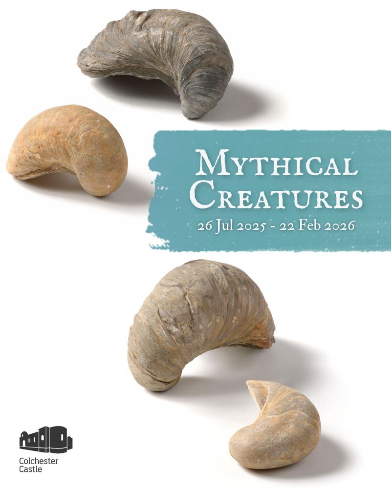 Four curved fossils, each resembling animal horns, are displayed against a plain white background. Their textures vary from smooth to ridged, in shades of grey and brown. A blue banner to the right reads: “Mythical Creatures, 26 Jul 2025 – 22 Feb 2026.” The Colchester Castle logo is shown in the bottom left corner.