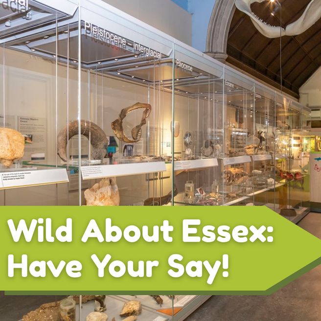 A long glass display of fossils and geological specimens runs through a church-like gallery with stone columns and a high timber roof. Labels read eras such as Pleistocene and Eocene; warm lighting leads towards a family activity space at the far end.